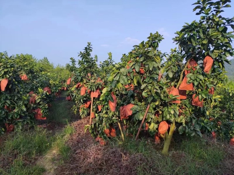 自家种植蜜柚水分超足果肉非常多品质好