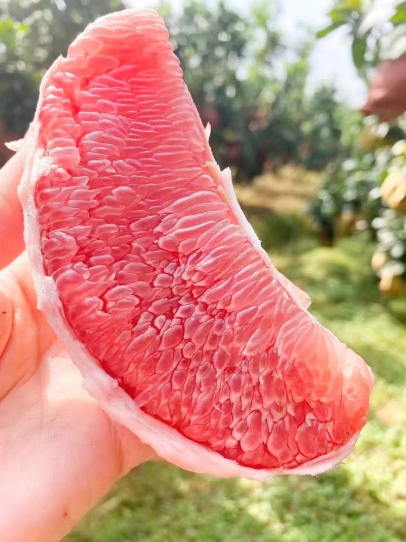 精品红肉蜜柚皮薄肉多鲜甜多汁