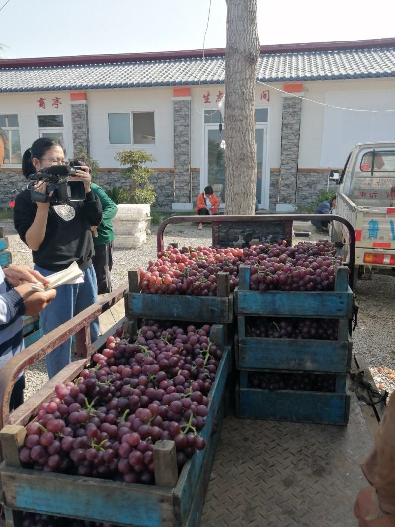 临朐葡萄，靠谱专业代办接待咨询联系处，山东葡萄，葡萄基地