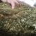 包邮岩黄连，岩胡、救命草，广西地产货，仿野生及野生货