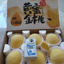 山东黄桃锦绣，新世纪，黄金蜜，罐头桃，现摘现发，坏烂包赔