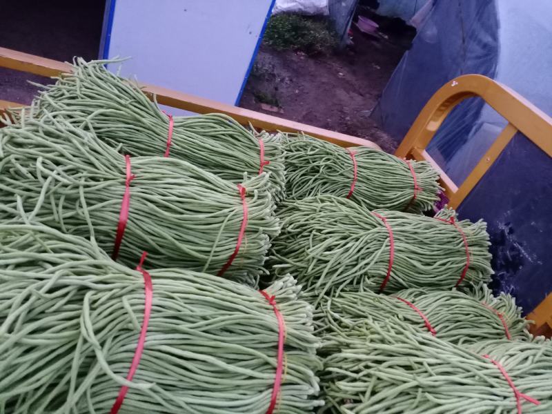 安徽，精品大棚豆角，原产地发货诚信合作，