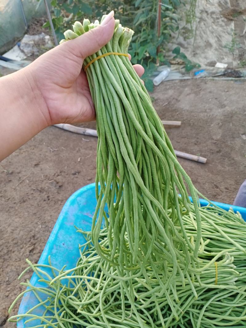 安徽，精品大棚豆角，原产地发货诚信合作，