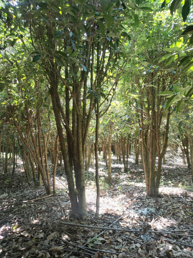 丛生桂花树