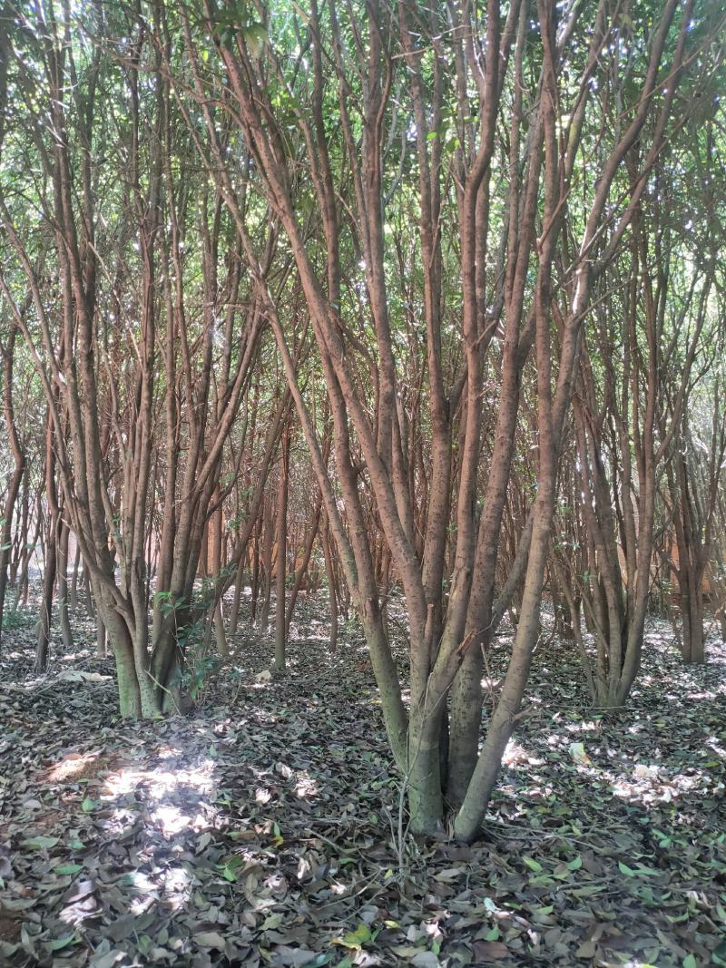 丛生桂花树
