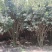 丛生桂花树