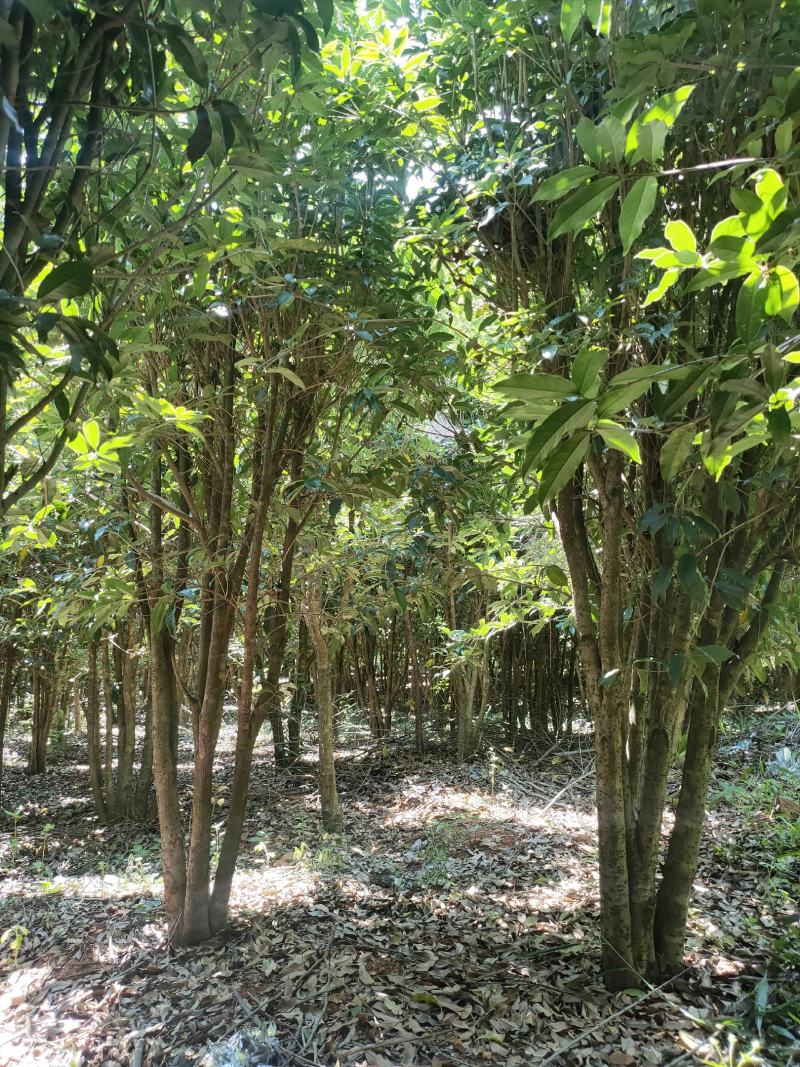 丛生桂花树