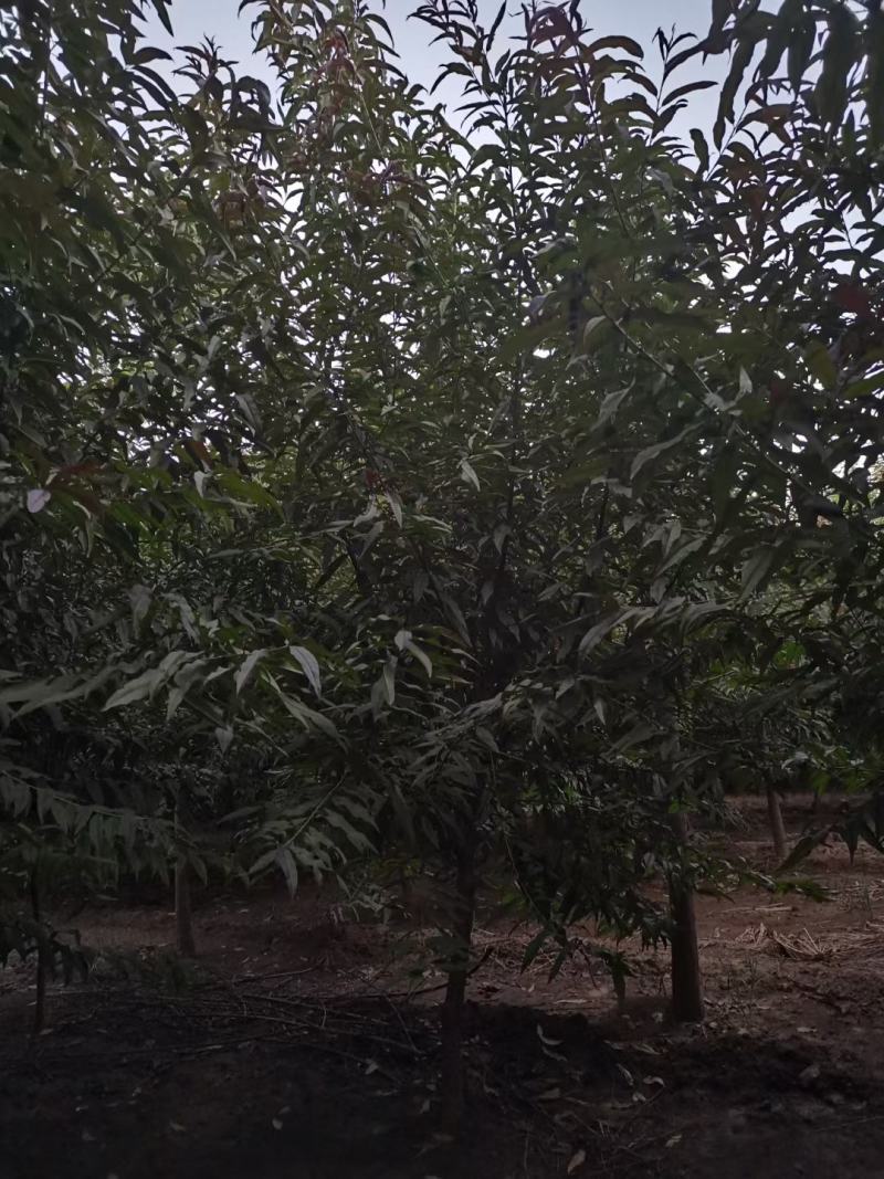 红叶碧桃4~8公分量大有需要的老板联系我