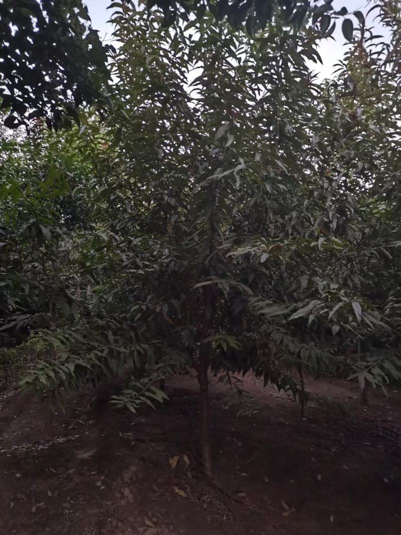 红叶碧桃4~8公分量大有需要的老板联系我