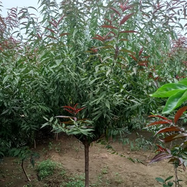红叶碧桃4~8公分量大有需要的老板联系我