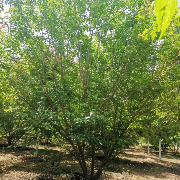 丛生茶条槭3-6米泰安市泰山区大型基地