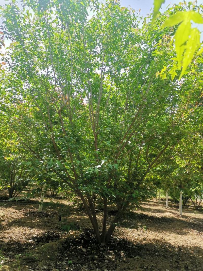 丛生茶条槭3-6米泰安市泰山区大型基地