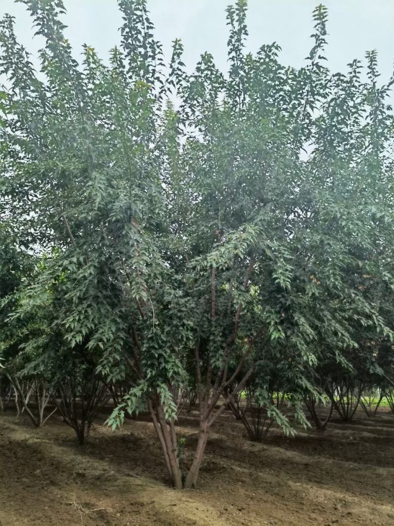 丛生茶条槭3-6米泰安市泰山区大型基地