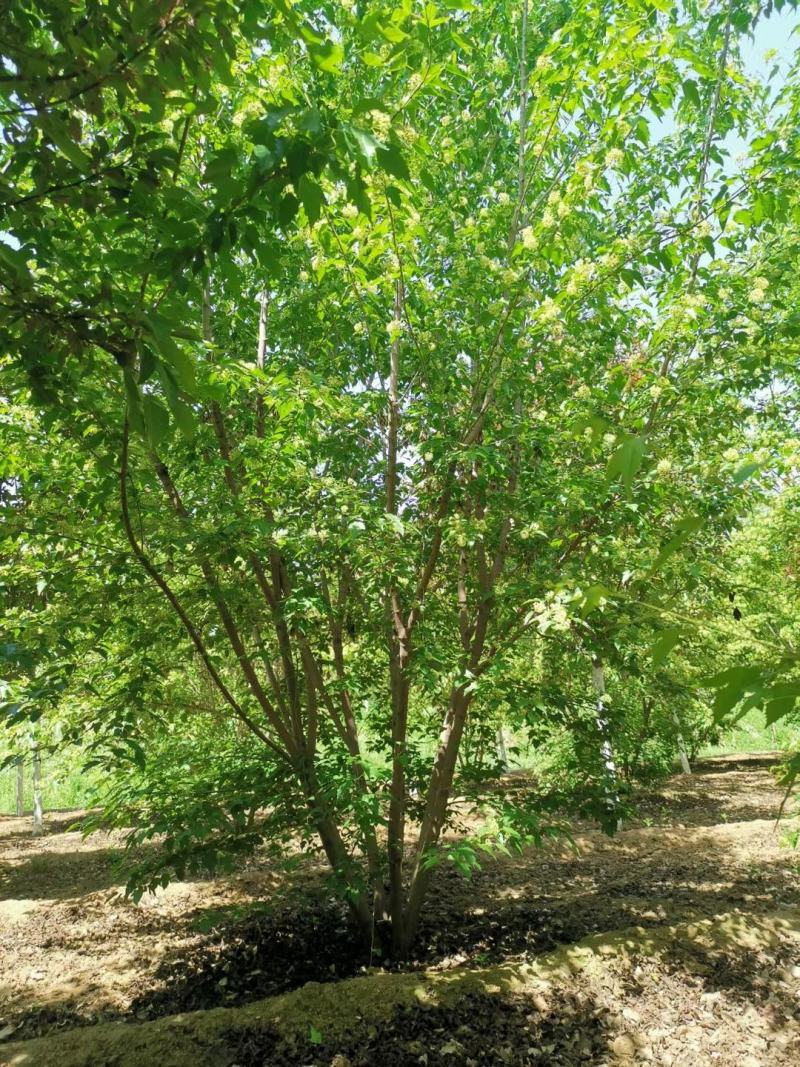 丛生茶条槭3-6米泰安市泰山区大型基地