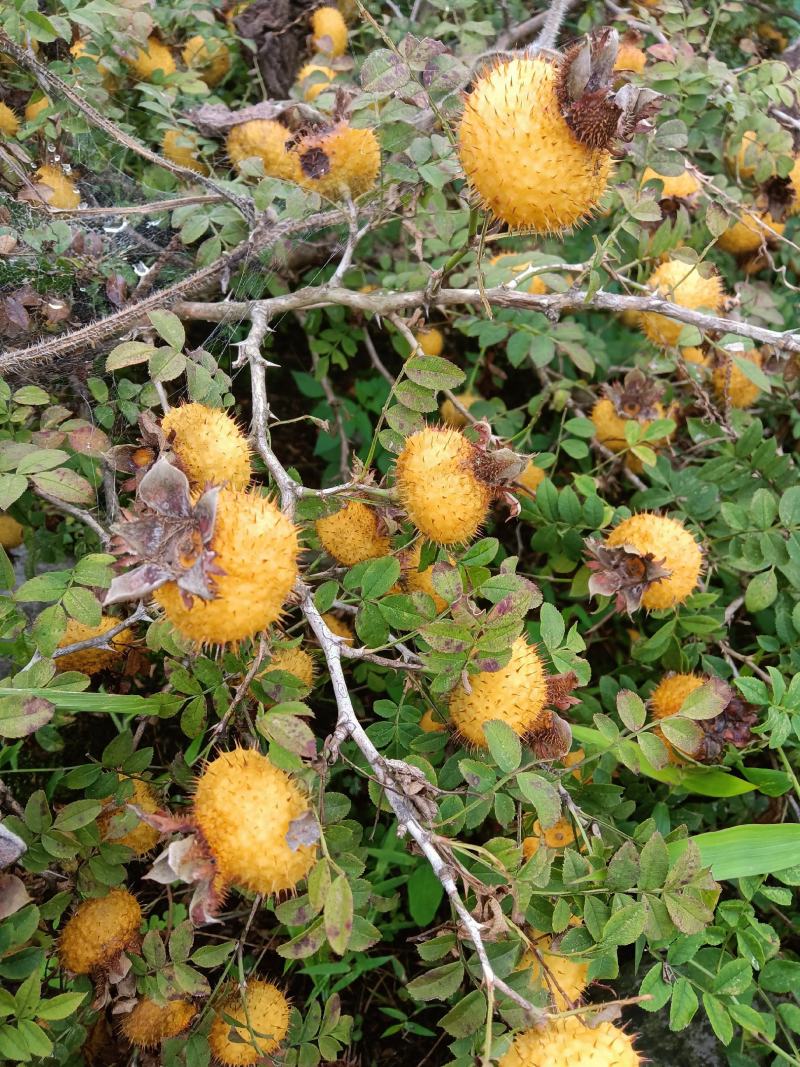 精品优质贵州本地有籽干刺梨，纯野生式栽培，太阳光自然凉晒