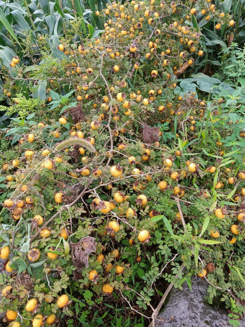 精品优质贵州本地有籽干刺梨，纯野生式栽培，太阳光自然凉晒