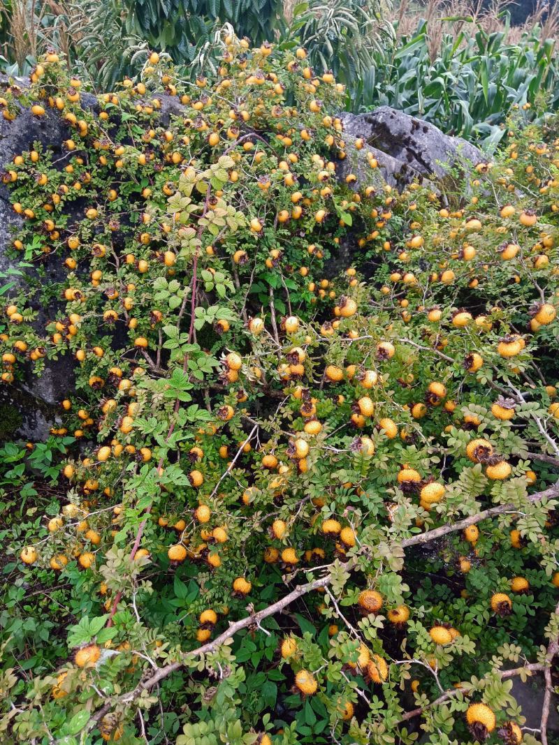 精品优质贵州本地有籽干刺梨，纯野生式栽培，太阳光自然凉晒