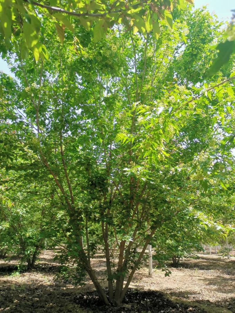 丛生茶条槭3-6米泰安市泰山区大型基地