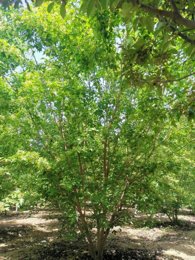 丛生茶条槭3-6米泰安市泰山区大型基地