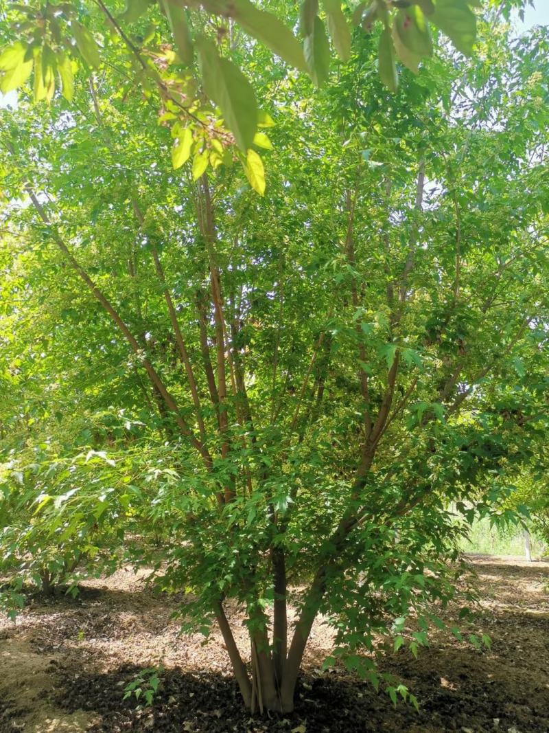 丛生茶条槭3-6米泰安市泰山区大型基地