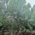 丛生茶条槭3-6米泰安市泰山区大型基地