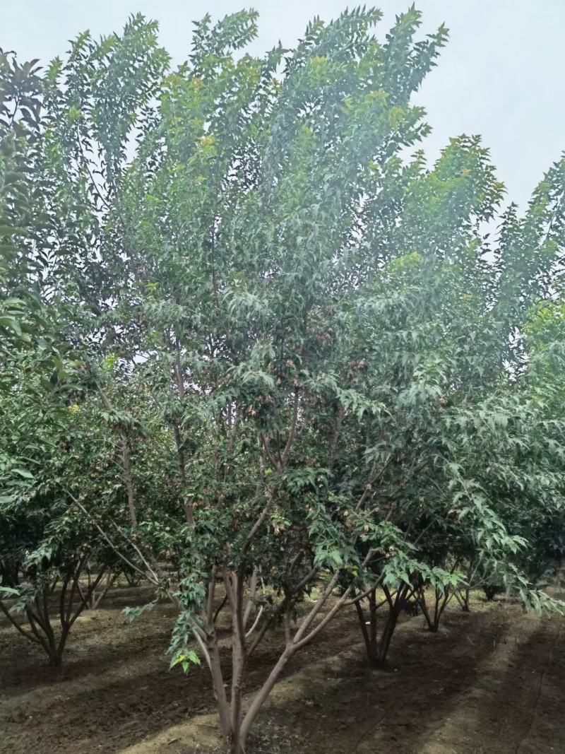 丛生茶条槭3-6米泰安市泰山区大型基地