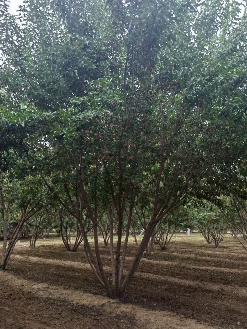丛生茶条槭3-6米泰安市泰山区大型基地