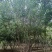 丛生茶条槭3-6米泰安市泰山区大型基地