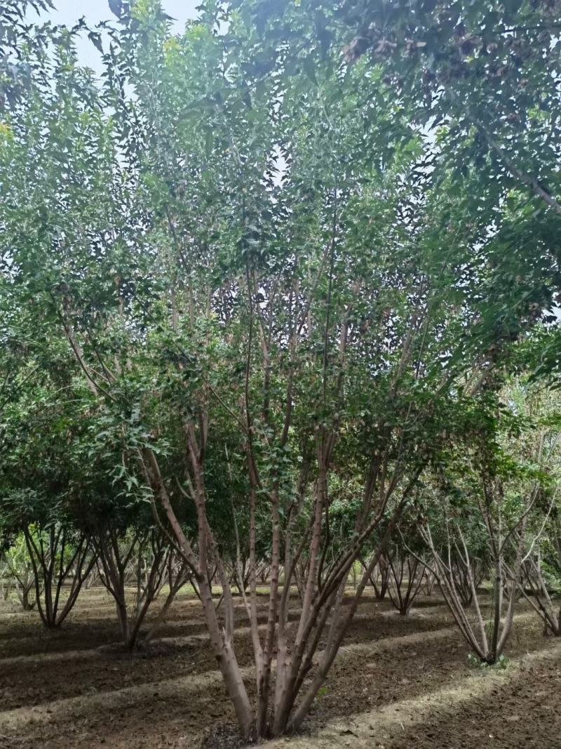 丛生茶条槭3-6米泰安市泰山区大型基地