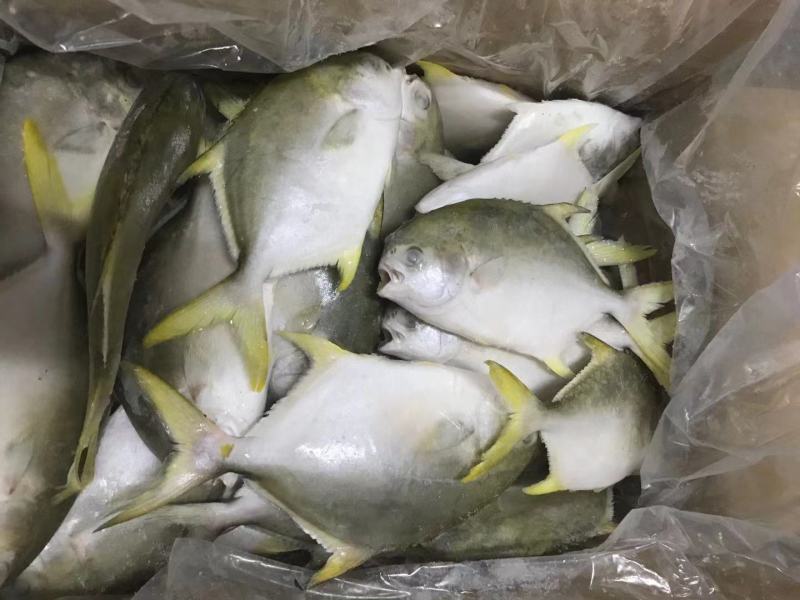 新鱼金鲳鱼冻品