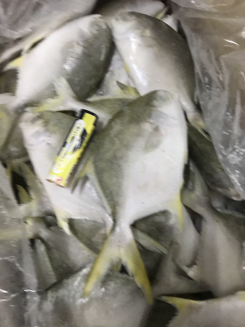新鱼金鲳鱼冻品