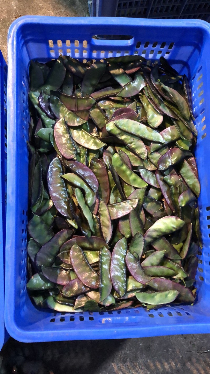 汝城扁豆