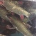 大量出售各种规格红吉罗