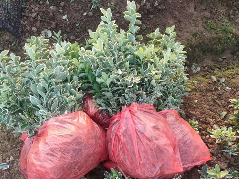基地现大量供应金边黄杨小苗，苗子粗壮，欢迎选购