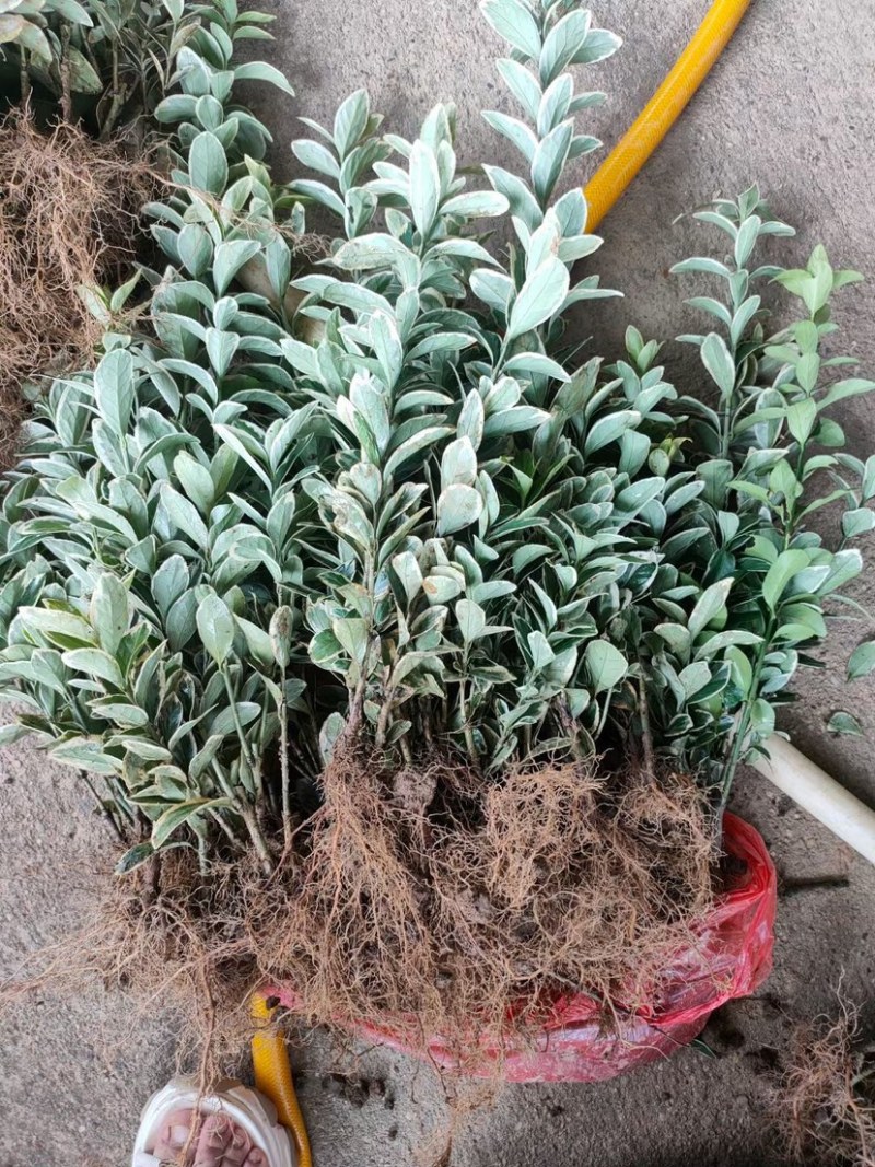 基地现大量供应金边黄杨小苗，苗子粗壮，欢迎选购
