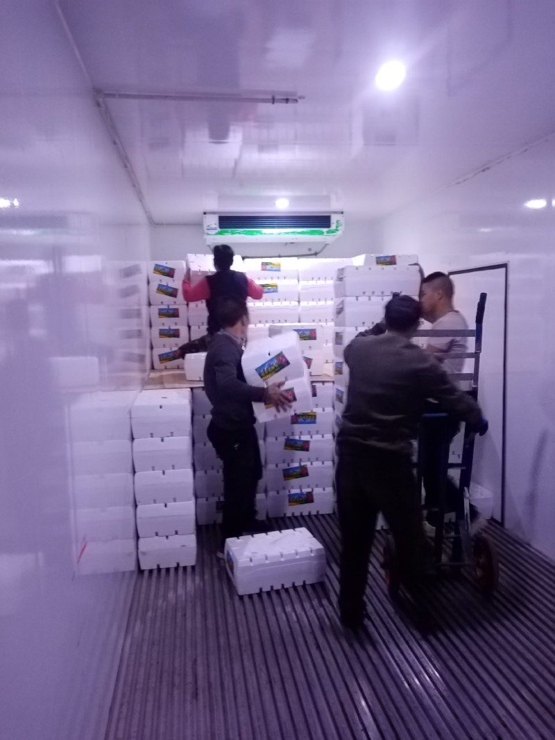 西昌克伦生葡萄以大量上市欢迎各位老板采购