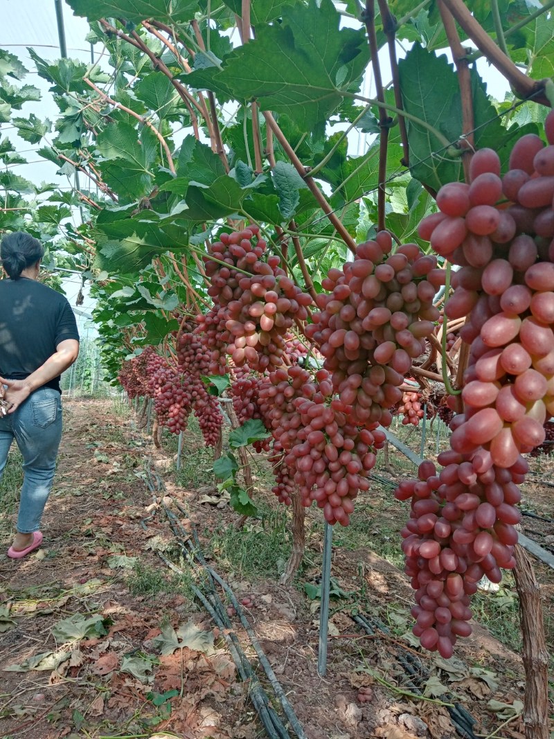 西昌克伦生葡萄以大量上市欢迎各位老板采购
