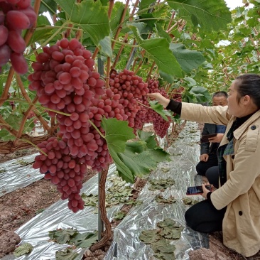 西昌克伦生葡萄以大量上市欢迎各位老板采购