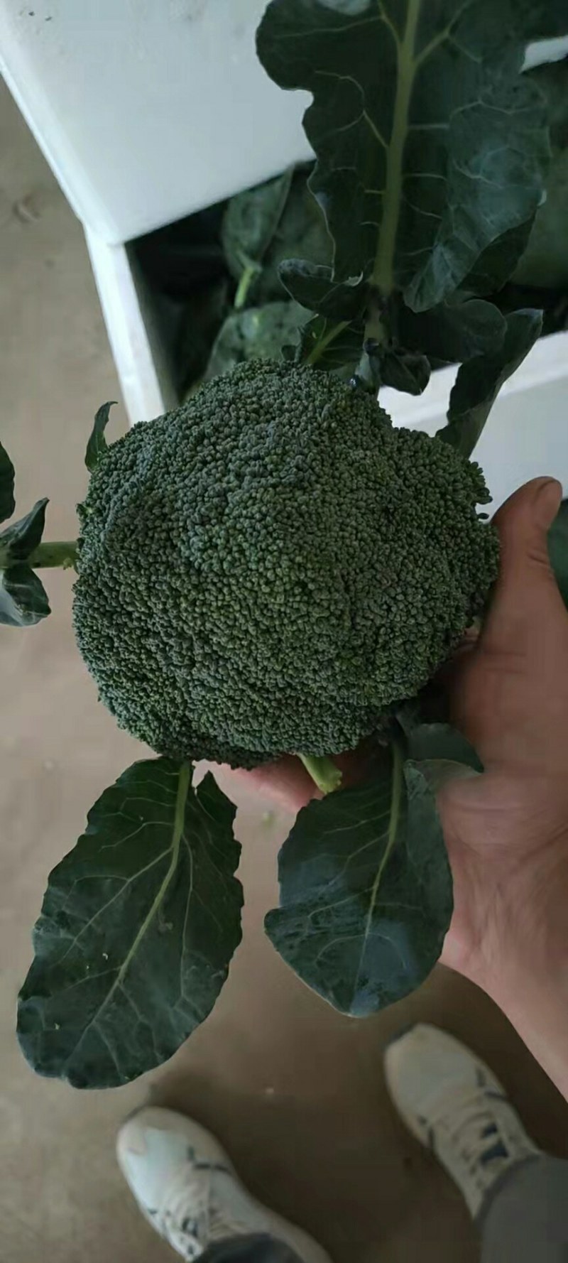 【精品】西兰花根小个匀大量上市产地直销