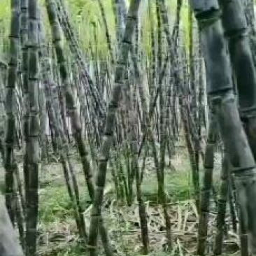 广东黑皮甘肃大量上市，特产区，要的老板来谈