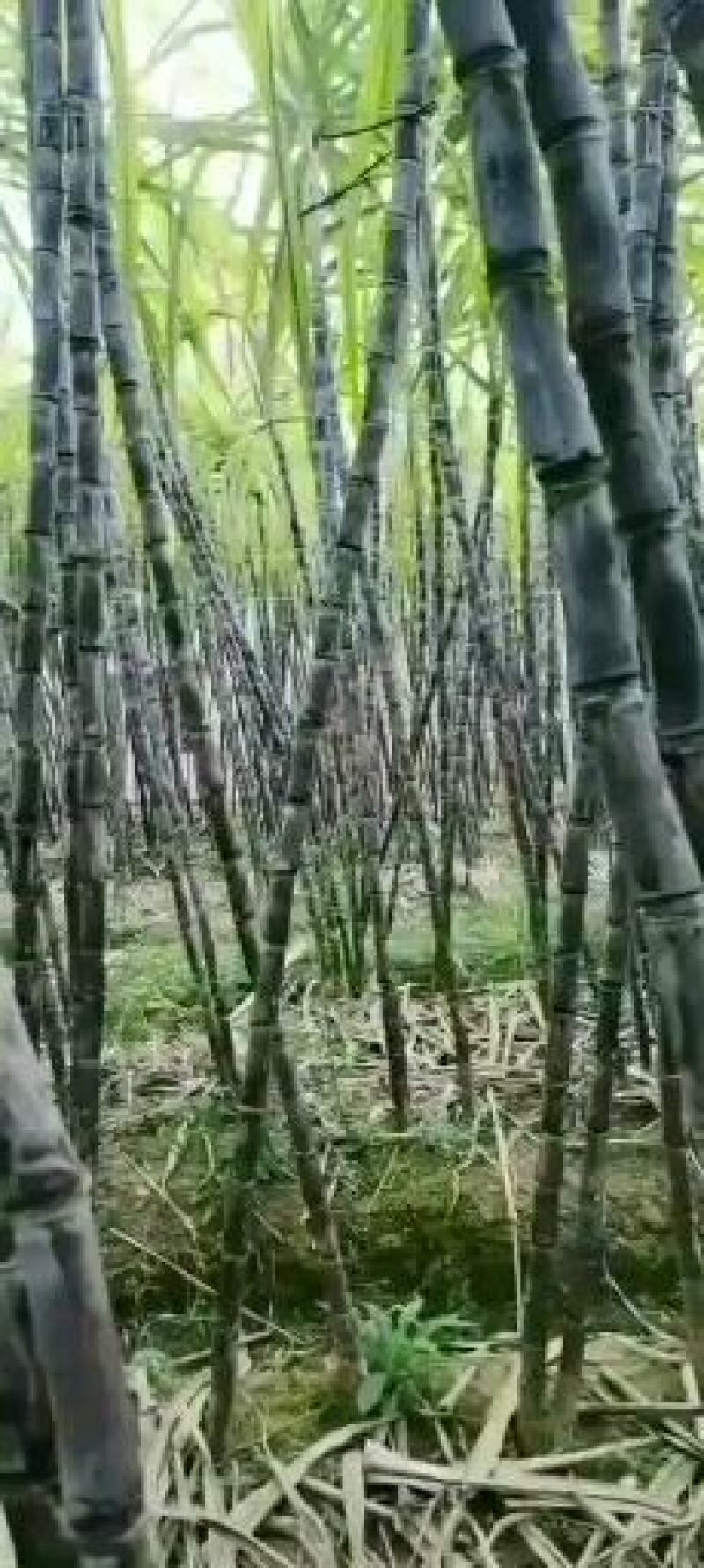 广东黑皮甘肃大量上市，特产区，要的老板来谈
