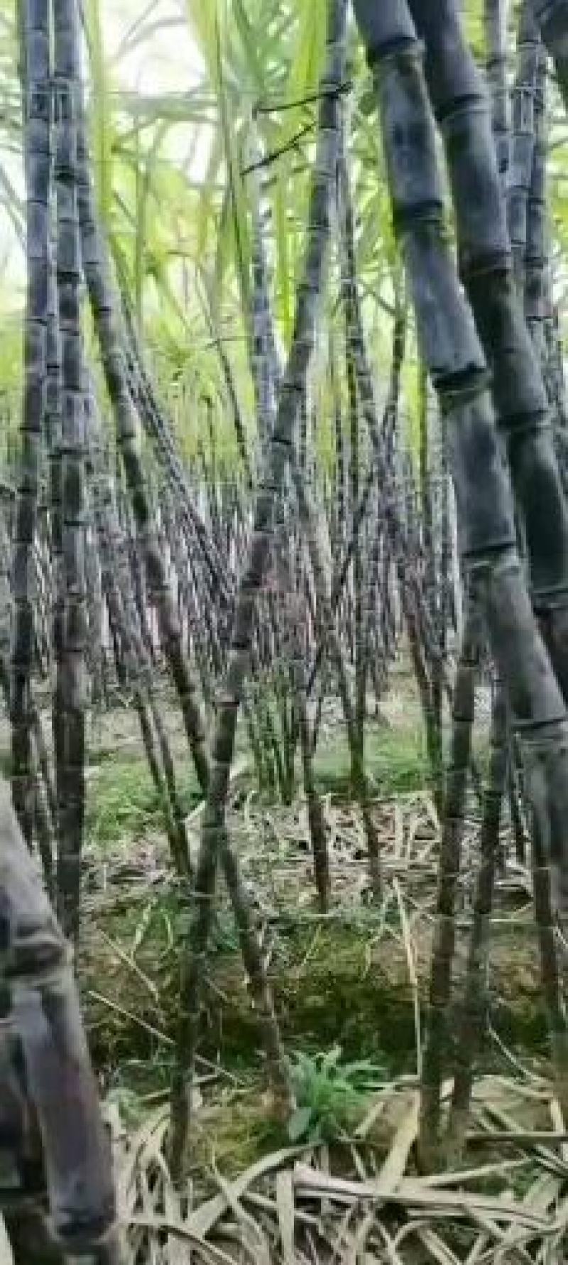 广东黑皮甘肃大量上市，特产区，要的老板来谈