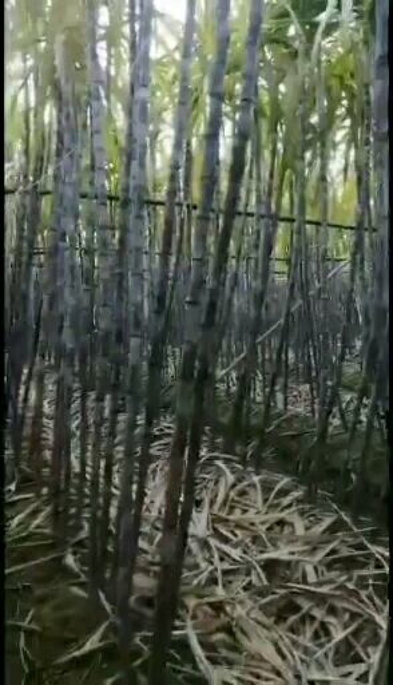 广东黑皮甘肃大量上市，特产区，要的老板来谈
