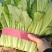 【推荐】河北永年精品小白菜产地直销量大比较新鲜