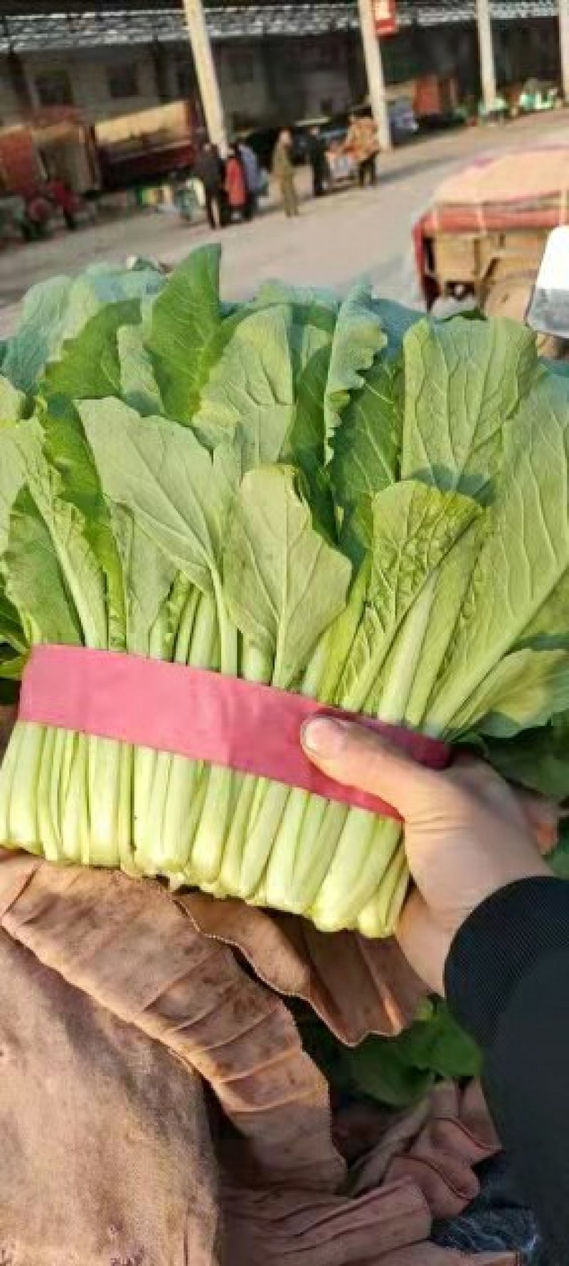 【推荐】河北永年精品小白菜产地直销量大比较新鲜