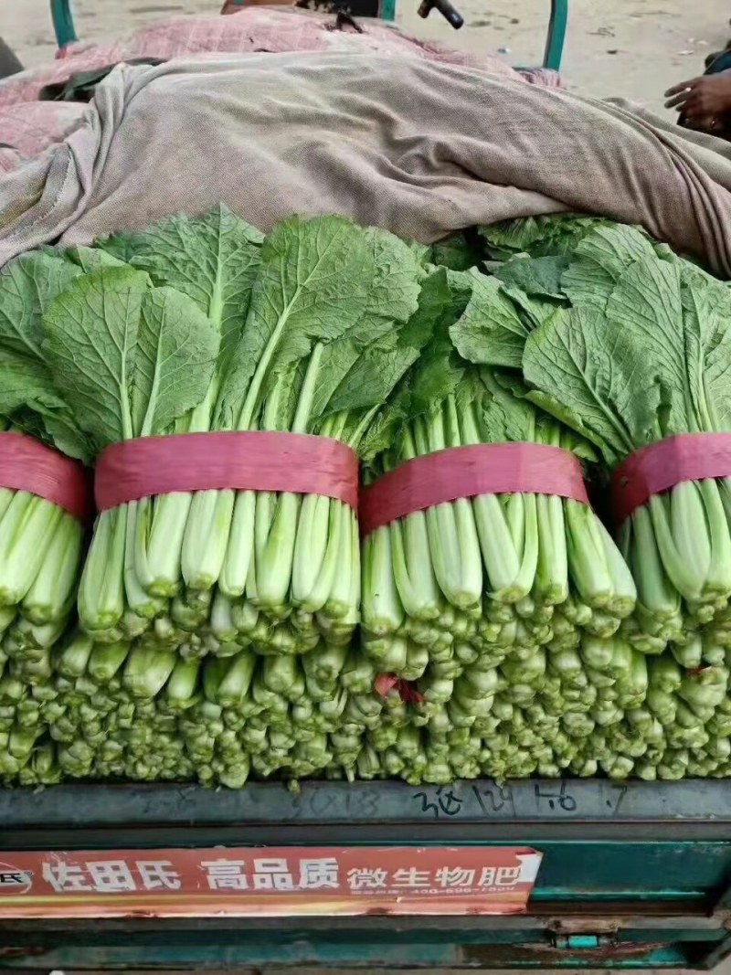 【推荐】河北永年精品小白菜产地直销量大比较新鲜