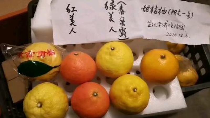 红美人橘爱媛28爱媛橙种植山区味甜多汁带箱5斤