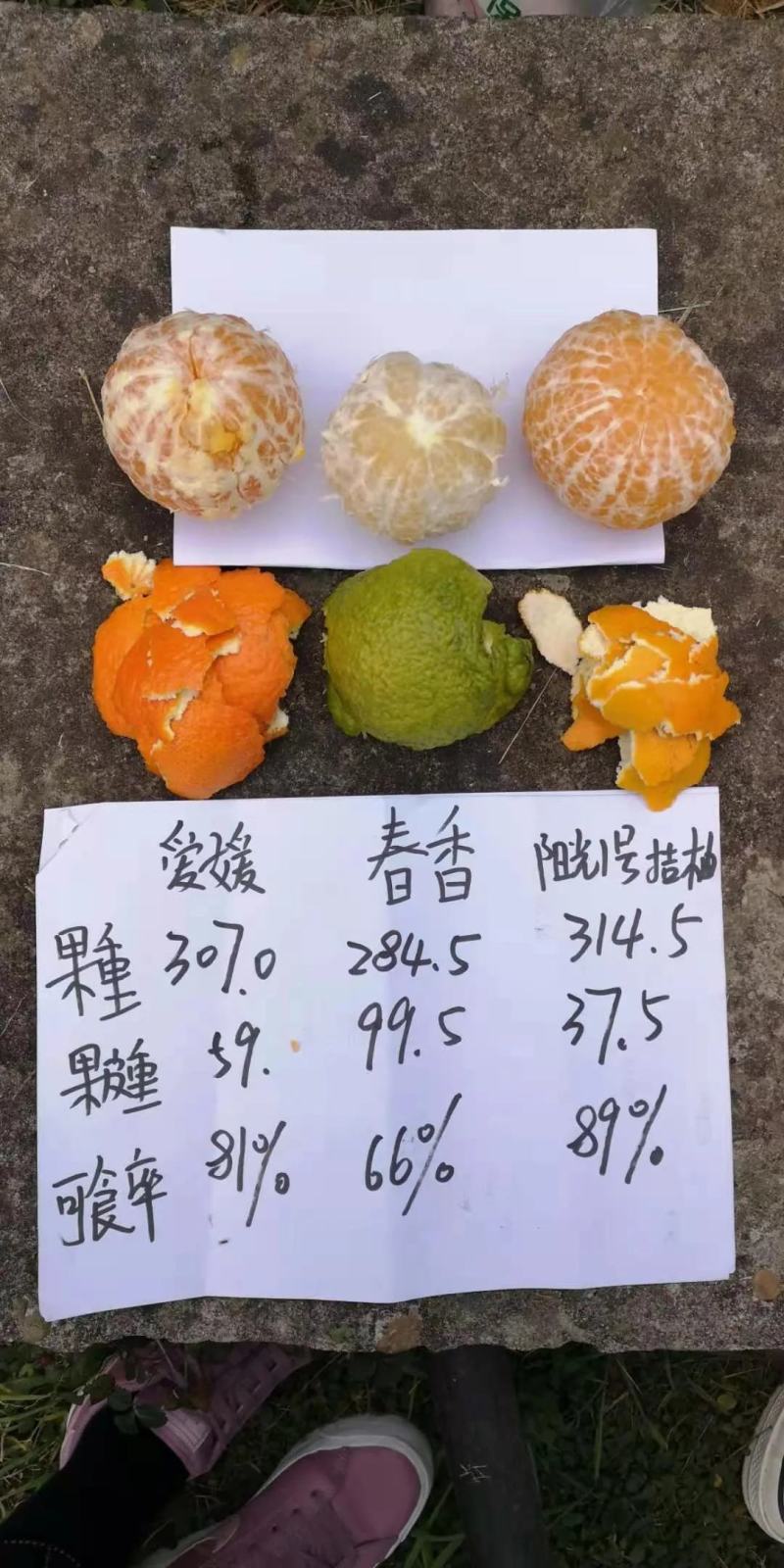 红美人橘爱媛28爱媛橙种植山区味甜多汁带箱5斤