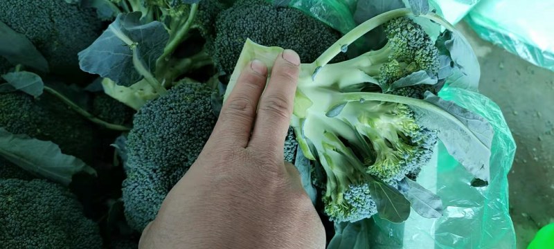 【精品】西兰花根小个匀大量上市产地直销