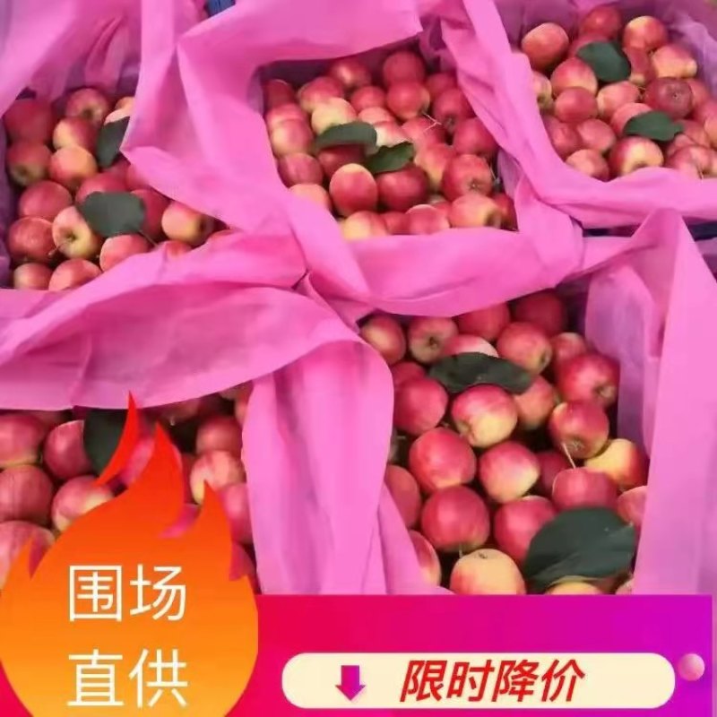 海棠果正在上市中欢迎各大老板过采购苹果多多